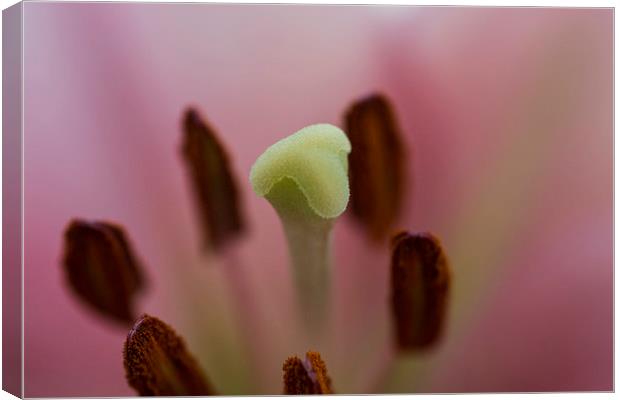 Pink Lily 2 Canvas Print by Steve Purnell