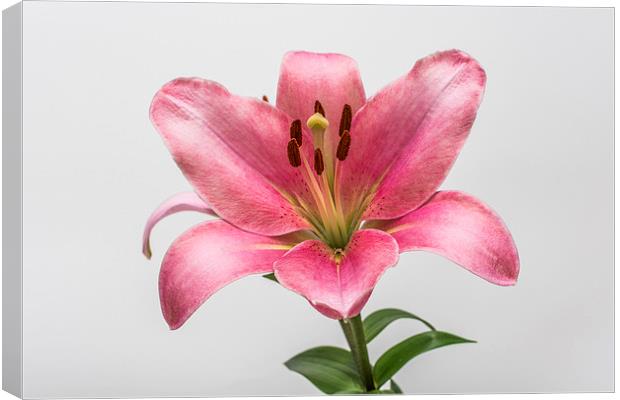 Pink Lily 5 Canvas Print by Steve Purnell
