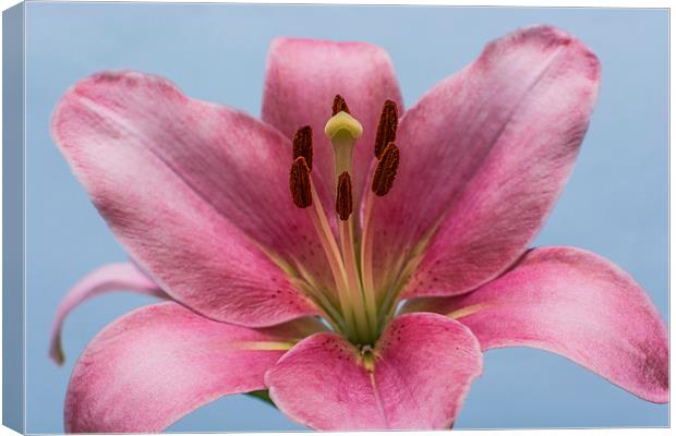 Pink Lily 7 Canvas Print by Steve Purnell
