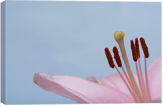 Pink Lily 10 Canvas Print by Steve Purnell