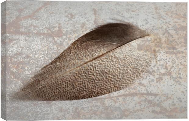Bronze Mallard Feather Textured 1 Canvas Print by Steve Purnell