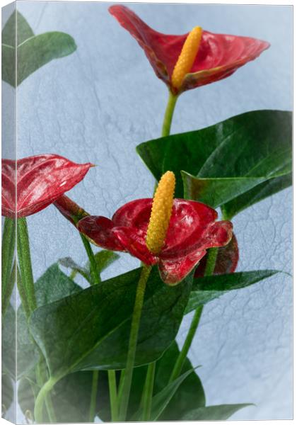 Flamingo Flowers 3 Canvas Print by Steve Purnell