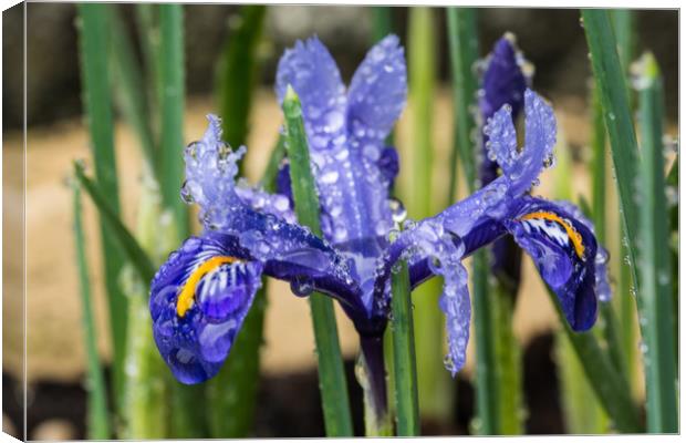 Iris With Raindrops 1 Canvas Print by Steve Purnell