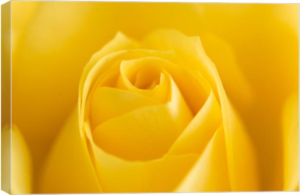 Yellow Rose Macro 1 Canvas Print by Steve Purnell