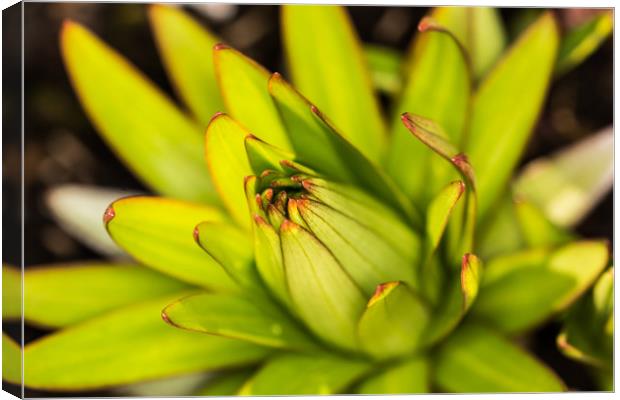 Lily Bud Canvas Print by Steve Purnell