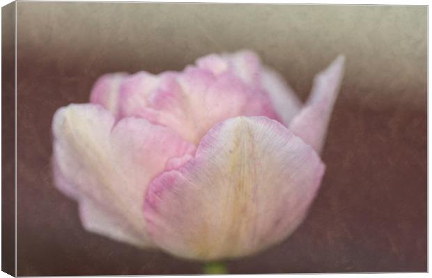 Solitary Tulip Canvas Print by Steve Purnell