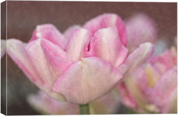 Tulips With Texture Canvas Print by Steve Purnell