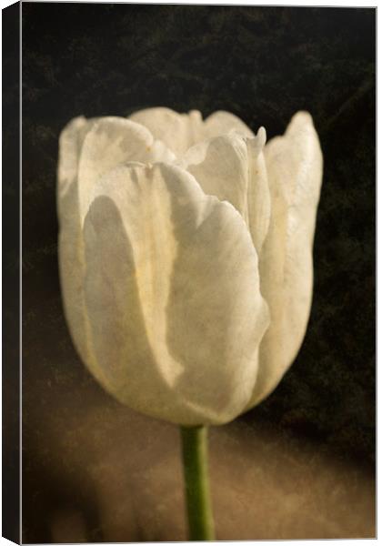 White Tulip With Texture Canvas Print by Steve Purnell