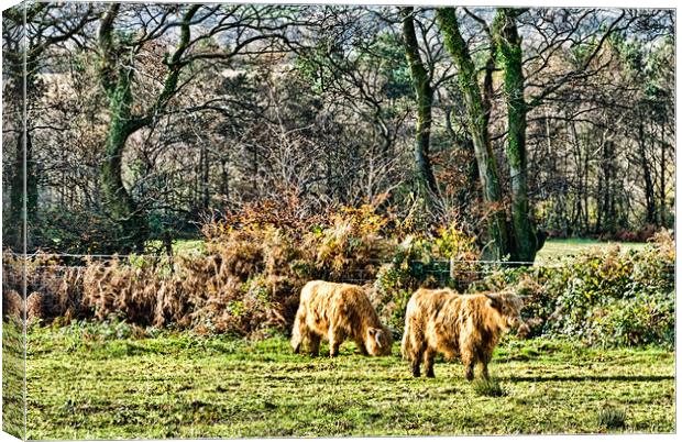 Highland Cows Canvas Print by Steve Purnell