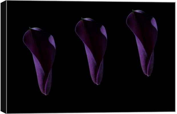 Calla Delight Canvas Print by Steve Purnell