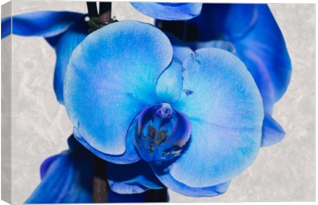 Blue Orchid 1 Canvas Print by Steve Purnell