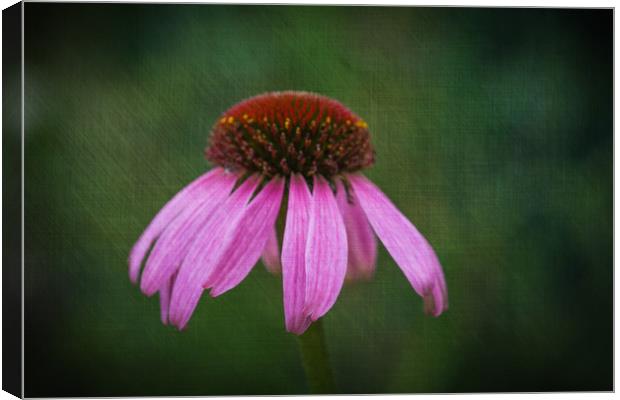 Purple Coneflower Canvas Print by Steve Purnell