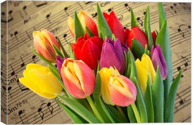 Tulips And Music Canvas Print by Steve Purnell