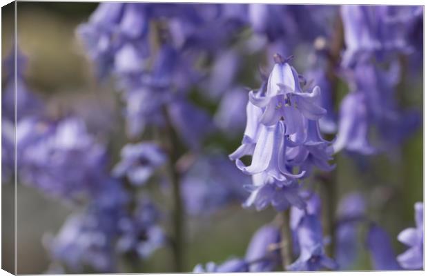 The Bluebell Patch Canvas Print by Steve Purnell