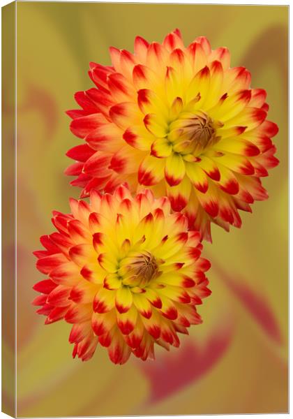 Dahlia Abstract Canvas Print by Steve Purnell