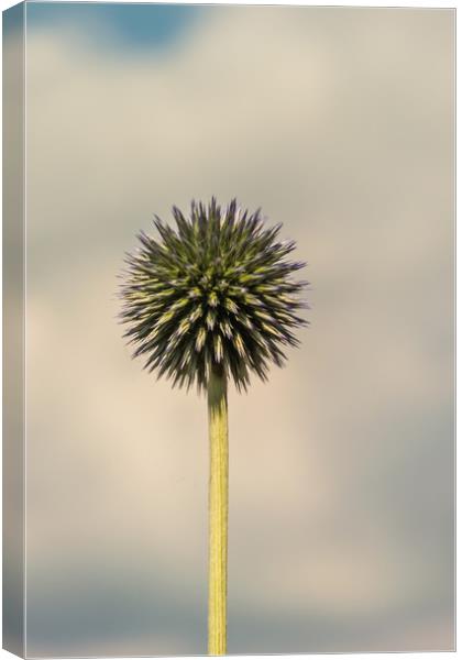 Globe Thistle 1 Canvas Print by Steve Purnell