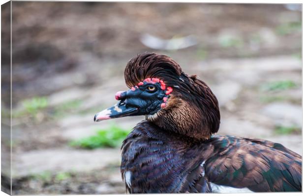 Muscovy Duck 1 Canvas Print by Steve Purnell
