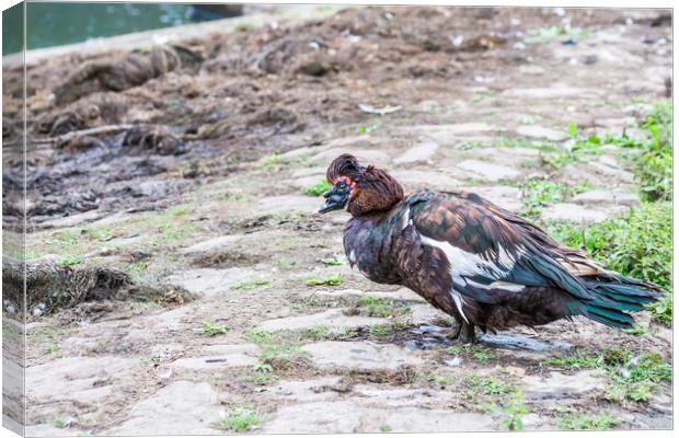 Muscovy Duck 2 Canvas Print by Steve Purnell