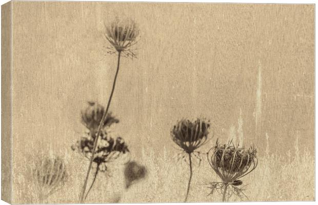 Queen Annes Lace 3 Canvas Print by Steve Purnell