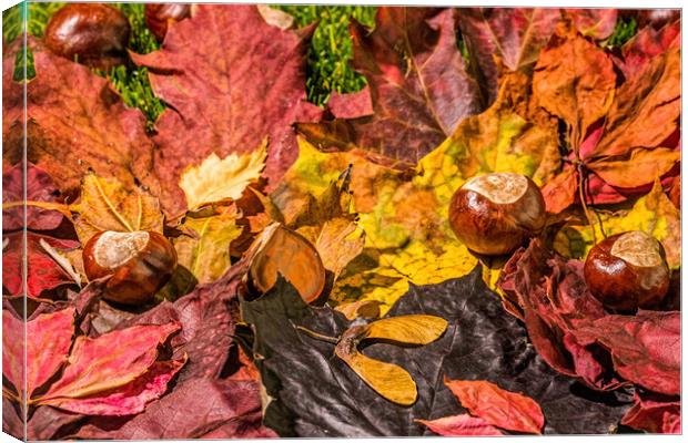 The United Colours Of Autumn Canvas Print by Steve Purnell