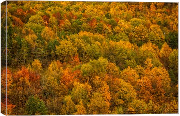 Autumn Gold Canvas Print by Steve Purnell