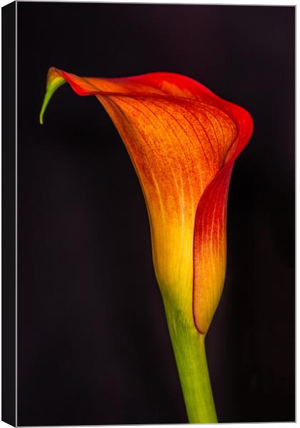 The Elegance of an Orange Calla Lily Canvas Print by Steve Purnell