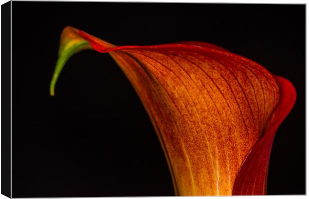 Orange Calla 6 Canvas Print by Steve Purnell