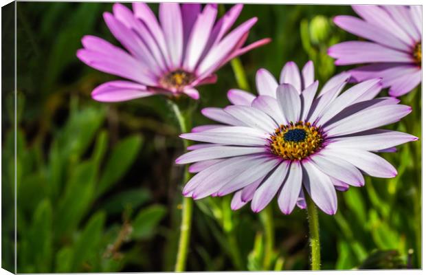 Osteospermum 1 Canvas Print by Steve Purnell