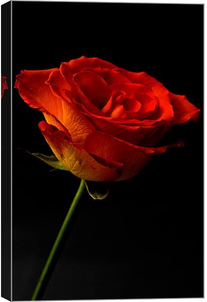 Orange Rose Canvas Print by Steve Purnell