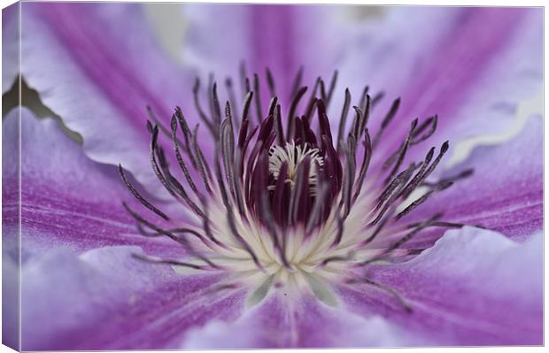 Clematis Canvas Print by Steve Purnell