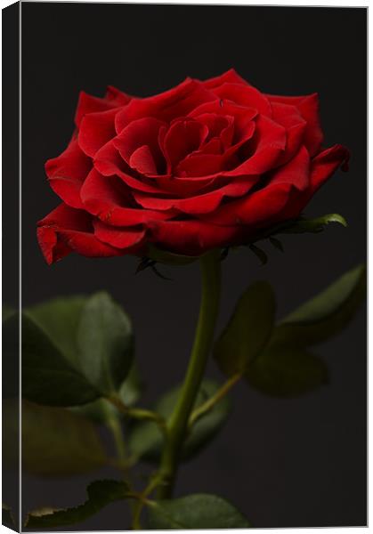 Red Rose On Black Background 2 Canvas Print by Steve Purnell