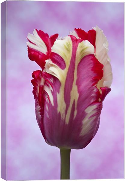 Tulip Estella Reinfeld Canvas Print by Steve Purnell