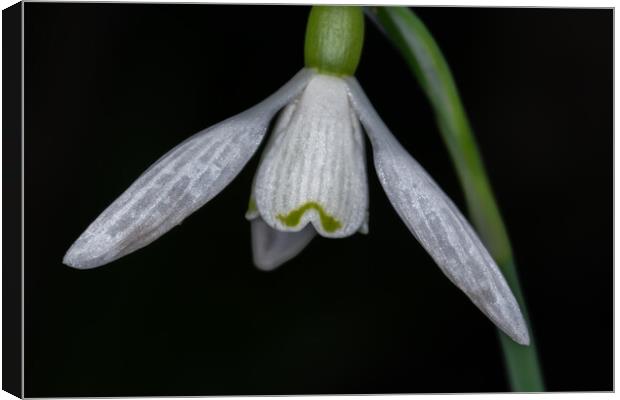 Snowdrop Canvas Print by Steve Purnell
