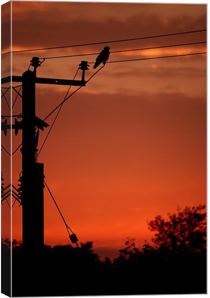 Crow at sunset Canvas Print by Steve Purnell