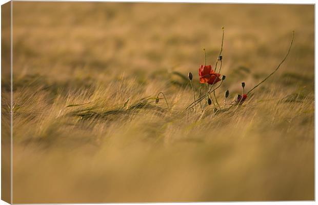 Lonely Poppy. Canvas Print by Andrew Wheatley