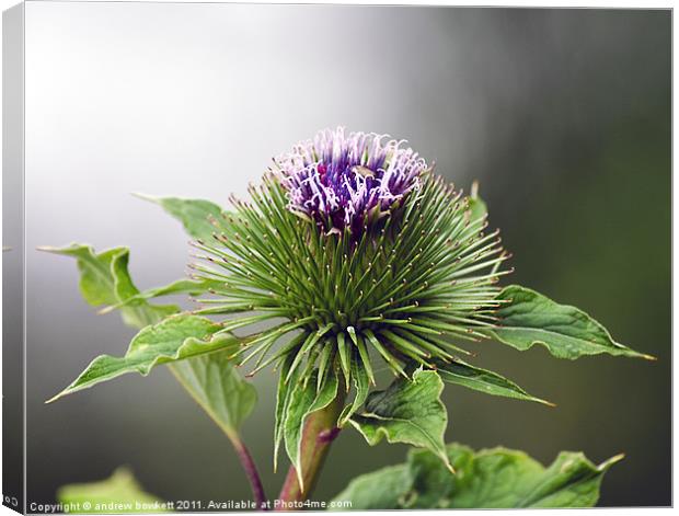 Thistle head Canvas Print by andrew bowkett