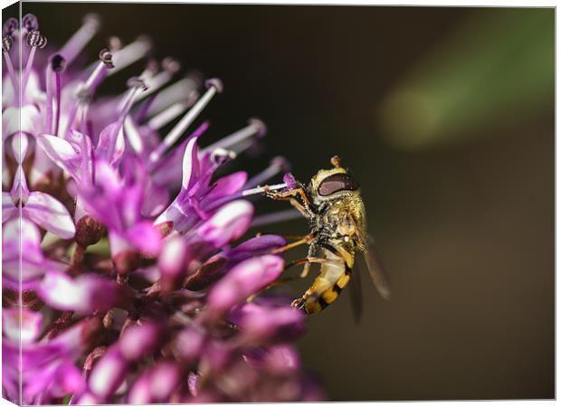 Hover fly Canvas Print by andrew bowkett