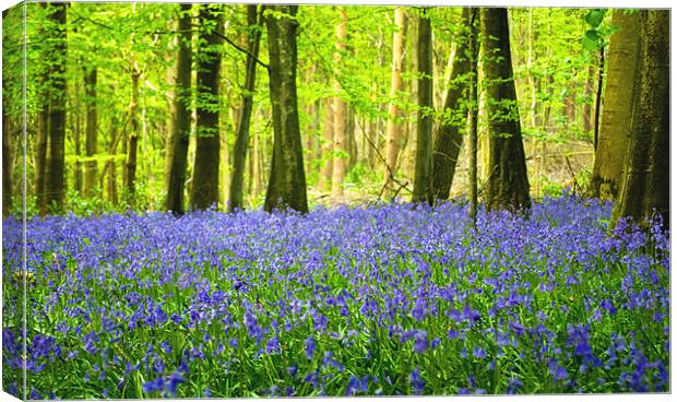 Blue bell wood Canvas Print by andrew bowkett