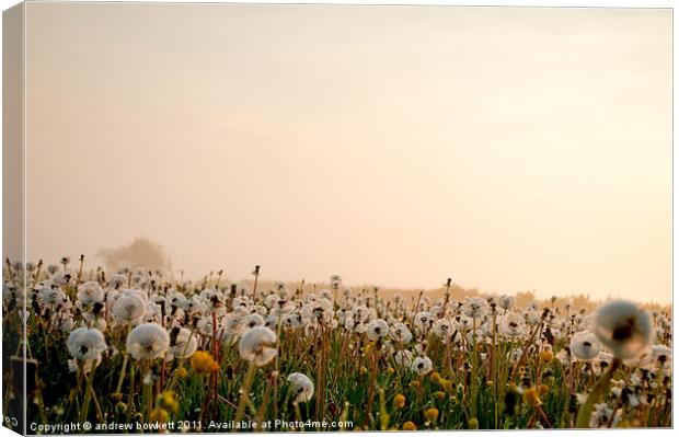 Dandelions in the mist Canvas Print by andrew bowkett