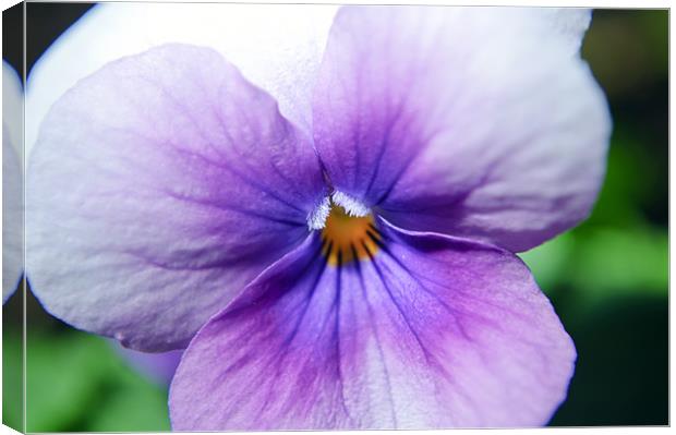 Pansy Canvas Print by andrew bowkett