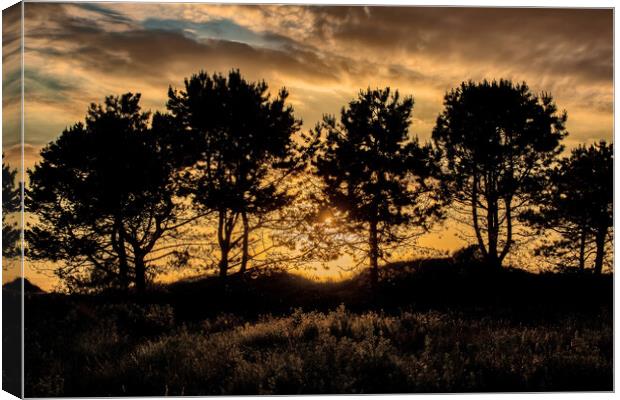 Pine Tree Silhouette Canvas Print by Roger Green