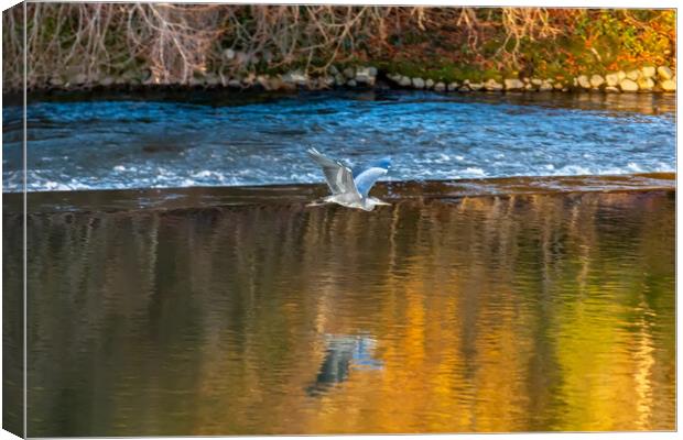 Flight of the Heron Canvas Print by Roger Green
