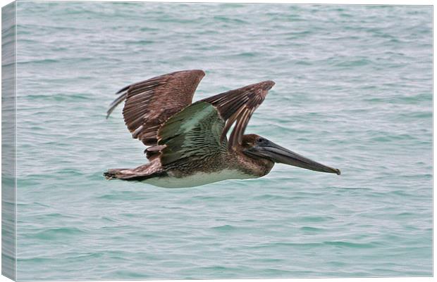 Brown Pelican Canvas Print by Roger Green