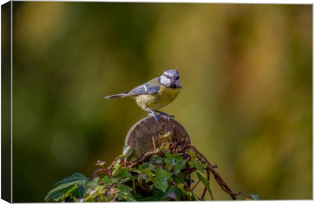 Blue Tit Canvas Print by Roger Green