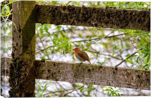 Robin Redbreast Canvas Print by Roger Green