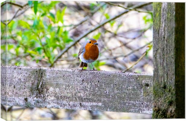 Robin Redbreast Canvas Print by Roger Green