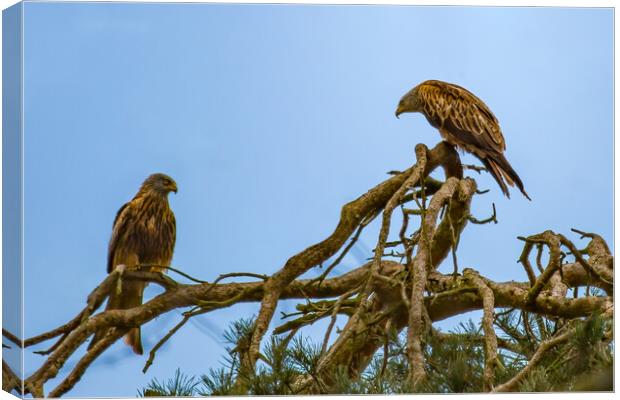 Pair of Perched Red Kites Canvas Print by Roger Green