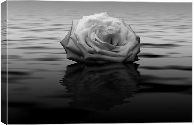 White Rose Reflected Canvas Print by Roger Green