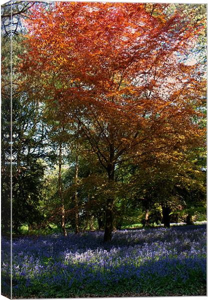 Bluebell Carpet Canvas Print by Roger Green