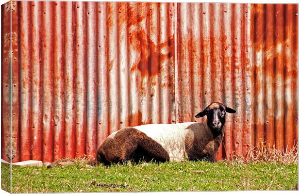 Goat at Rest Canvas Print by Roger Green